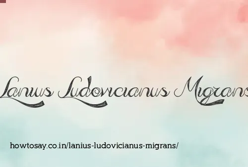 Lanius Ludovicianus Migrans
