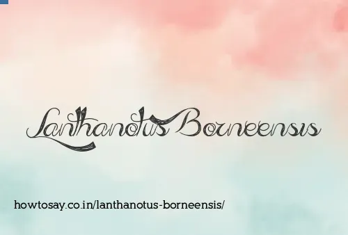 Lanthanotus Borneensis
