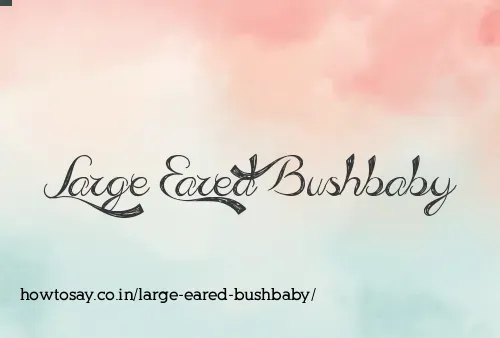 Large Eared Bushbaby