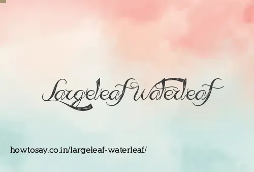 Largeleaf Waterleaf