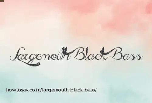 Largemouth Black Bass