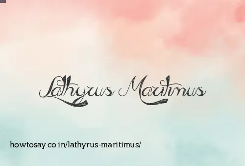 Lathyrus Maritimus