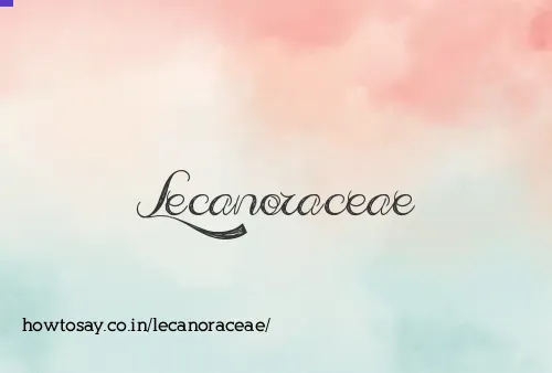 Lecanoraceae