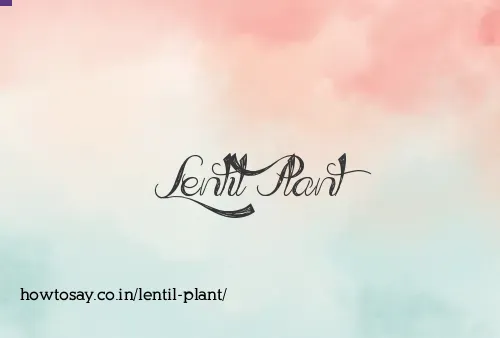 Lentil Plant