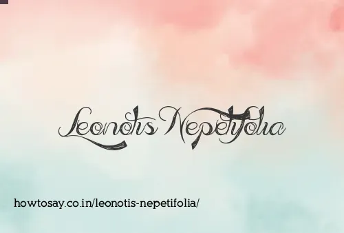 Leonotis Nepetifolia
