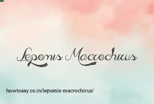 Lepomis Macrochirus