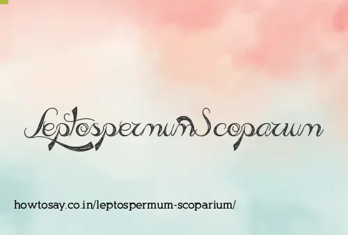 Leptospermum Scoparium
