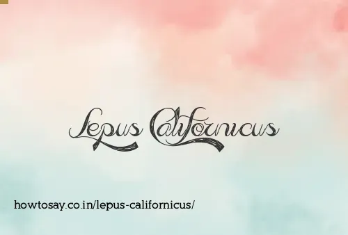 Lepus Californicus