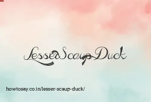 Lesser Scaup Duck