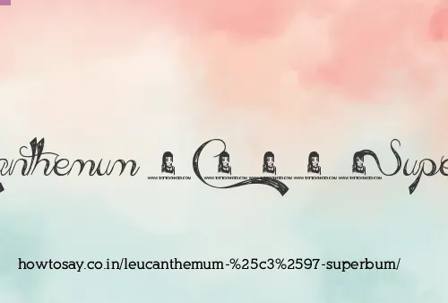 Leucanthemum × Superbum
