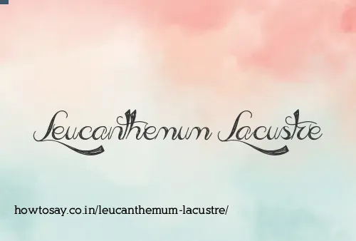 Leucanthemum Lacustre