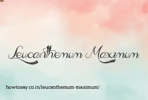Leucanthemum Maximum