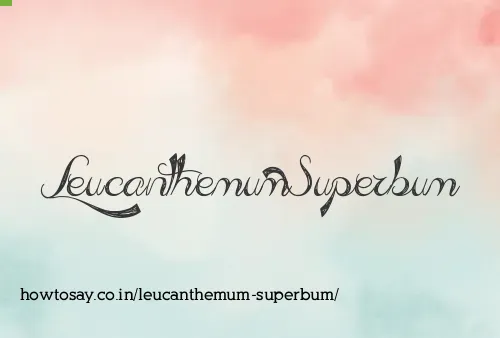 Leucanthemum Superbum
