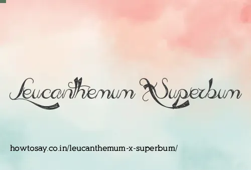 Leucanthemum X Superbum