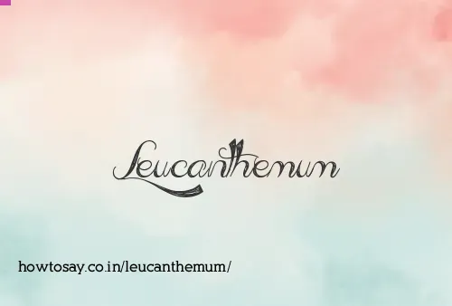 Leucanthemum