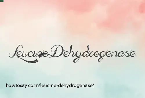 Leucine Dehydrogenase