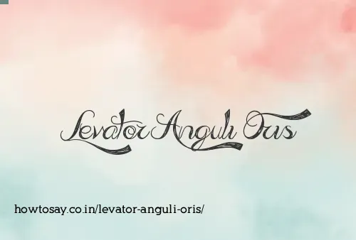 Levator Anguli Oris
