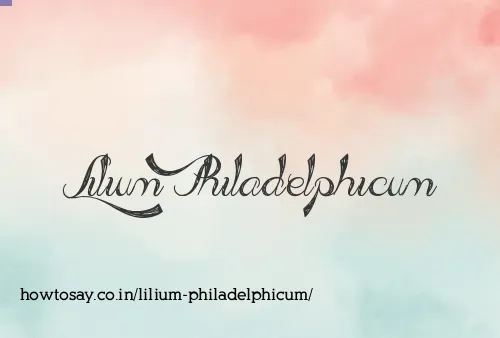 Lilium Philadelphicum