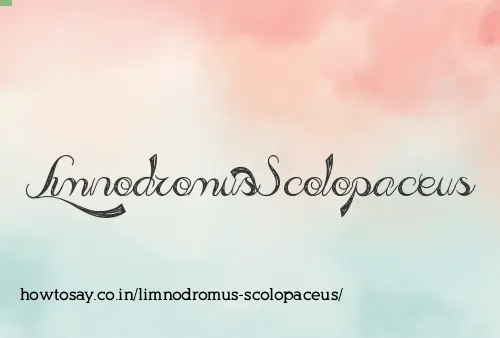 Limnodromus Scolopaceus