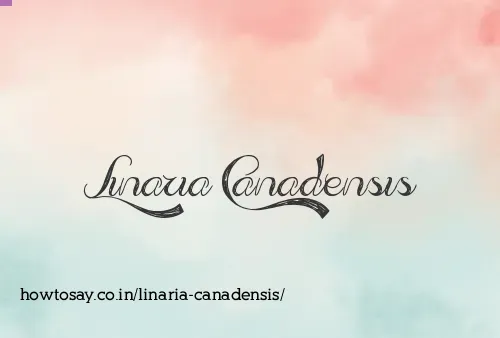 Linaria Canadensis