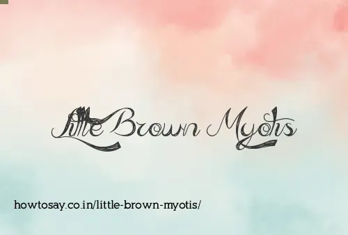 Little Brown Myotis