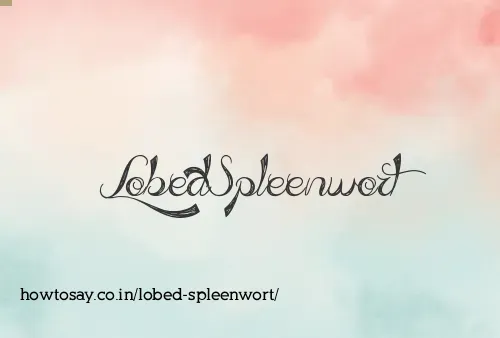 Lobed Spleenwort