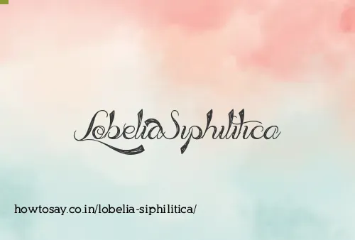 Lobelia Siphilitica