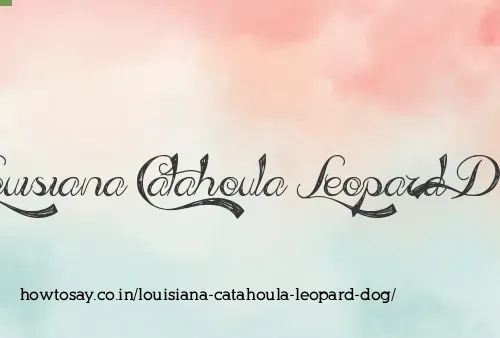 Louisiana Catahoula Leopard Dog