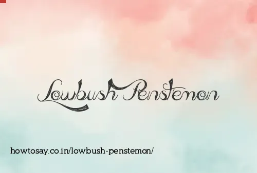 Lowbush Penstemon