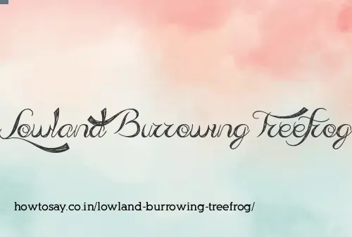Lowland Burrowing Treefrog