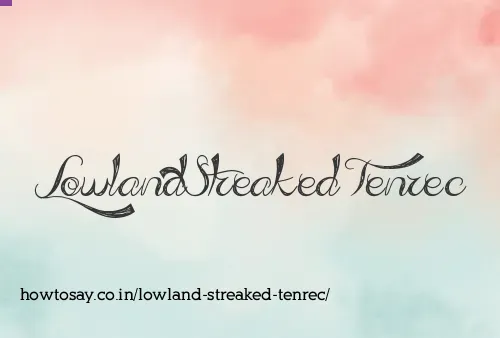 Lowland Streaked Tenrec
