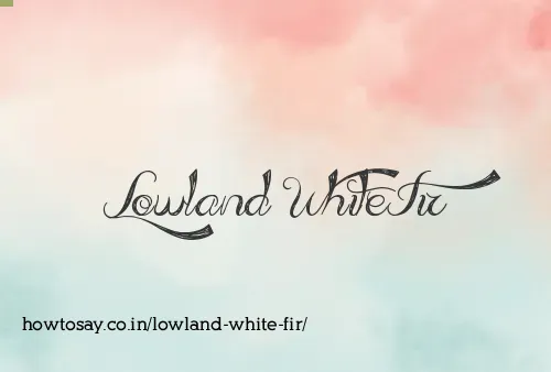 Lowland White Fir