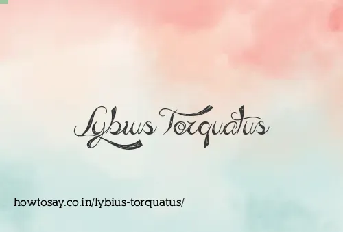 Lybius Torquatus