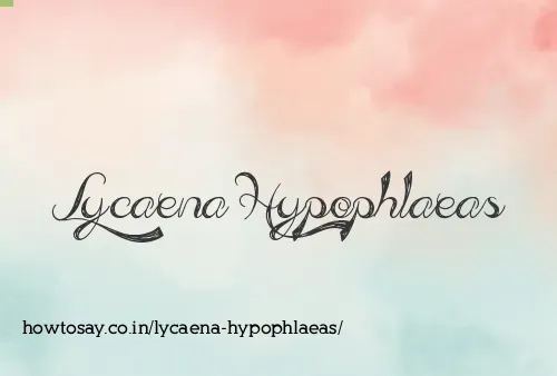 Lycaena Hypophlaeas