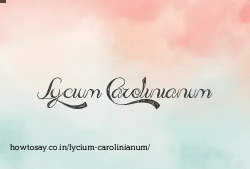 Lycium Carolinianum