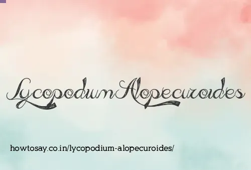 Lycopodium Alopecuroides