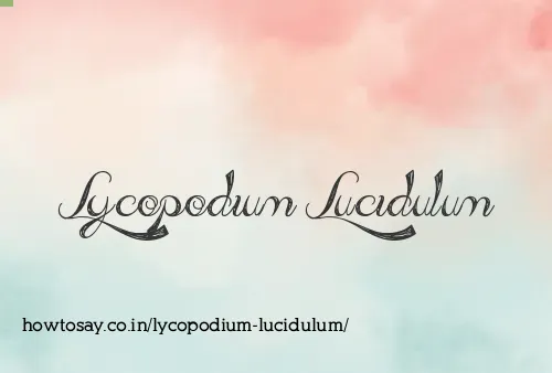 Lycopodium Lucidulum