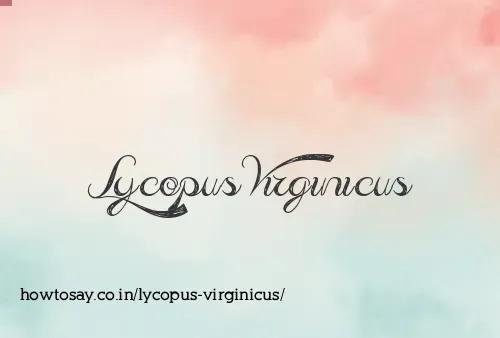 Lycopus Virginicus