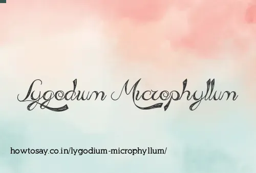 Lygodium Microphyllum