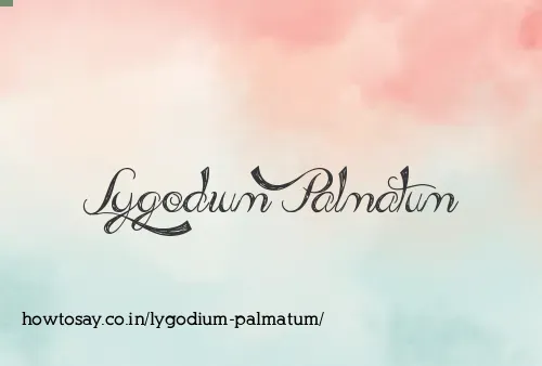 Lygodium Palmatum