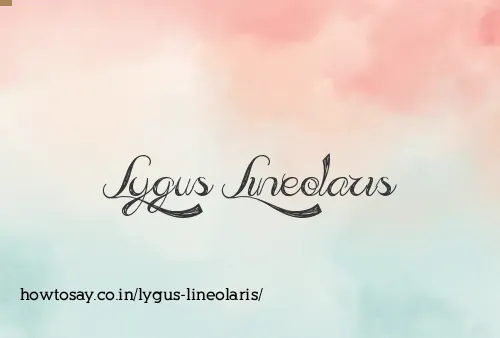 Lygus Lineolaris