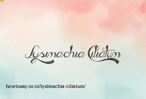 Lysimachia Ciliatum