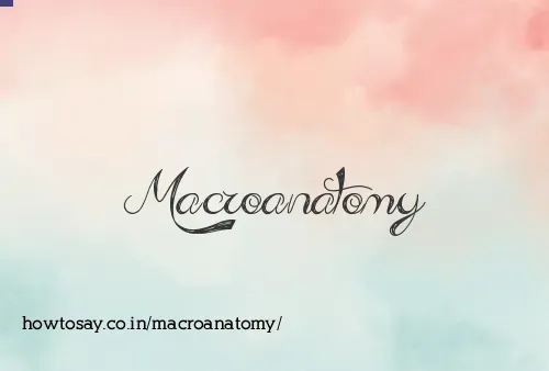 Macroanatomy