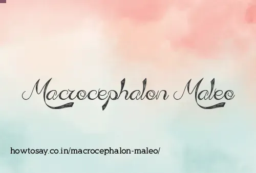Macrocephalon Maleo
