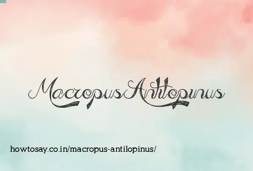 Macropus Antilopinus