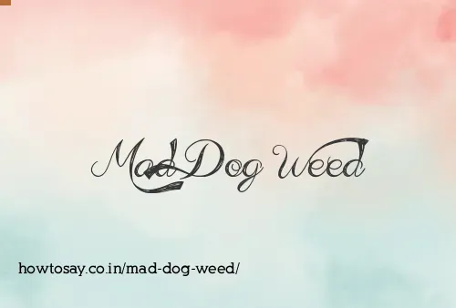 Mad Dog Weed
