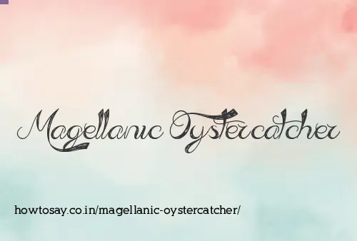 Magellanic Oystercatcher