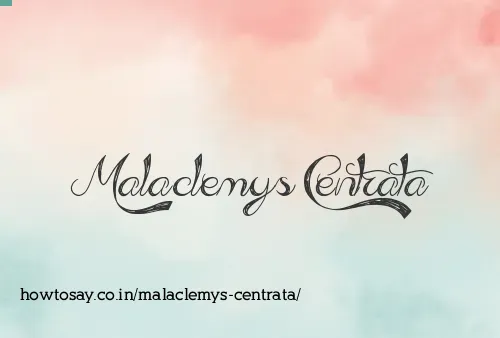 Malaclemys Centrata