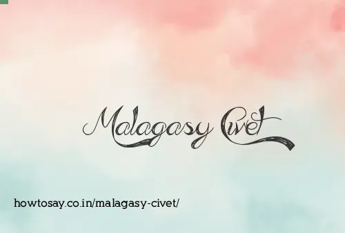 Malagasy Civet