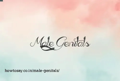 Male Genitals